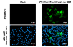 Anti-SARS-CoV-2 (COVID-19) nsp15 antibody [HL1760] used in Immunocytochemistry/ Immunofluorescence (ICC/IF). GTX637410